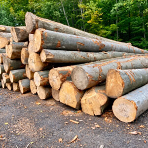 Buche - Stammholz - LKW-Ladung