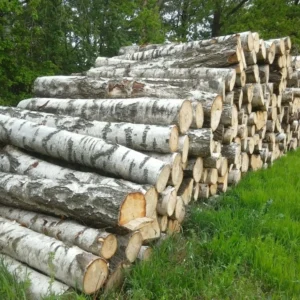 Birke - Stammholz - LKW-Ladung