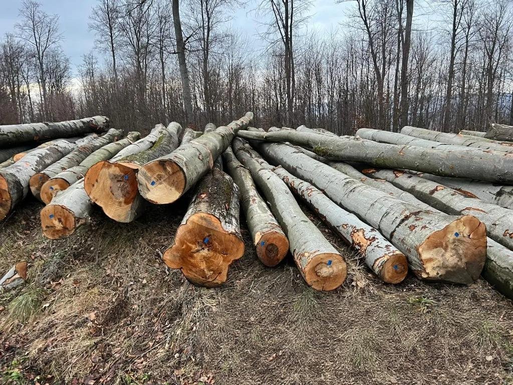 Buche - Rundholz - LKW-Ladung – Bild 2
