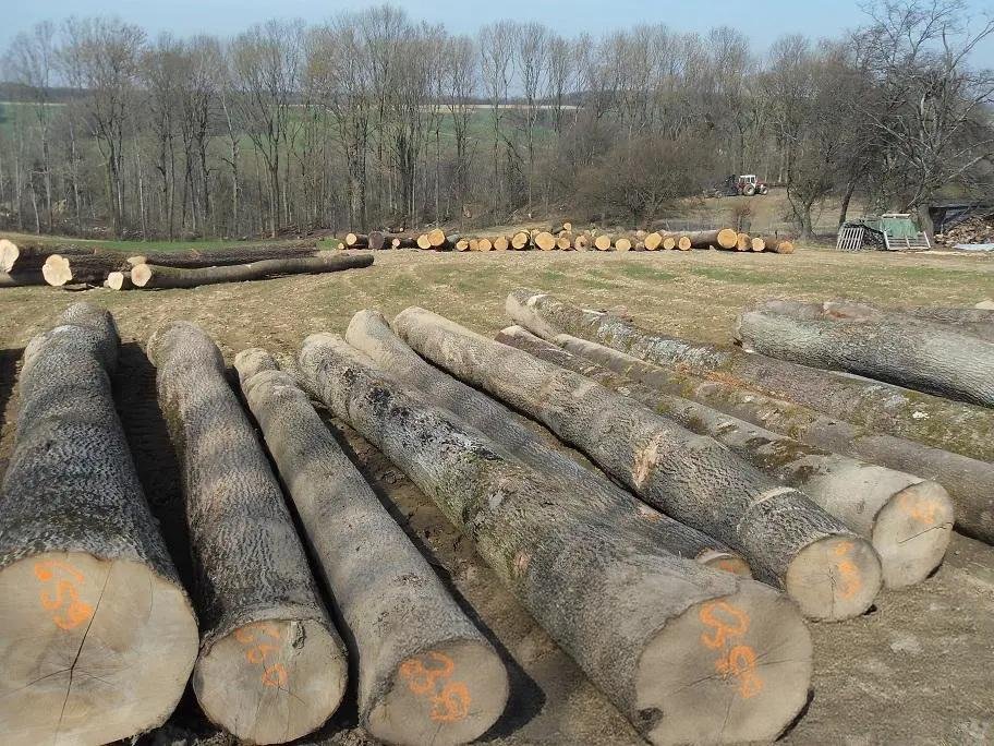 Esche - Rundholz - LKW-Ladung – Bild 2