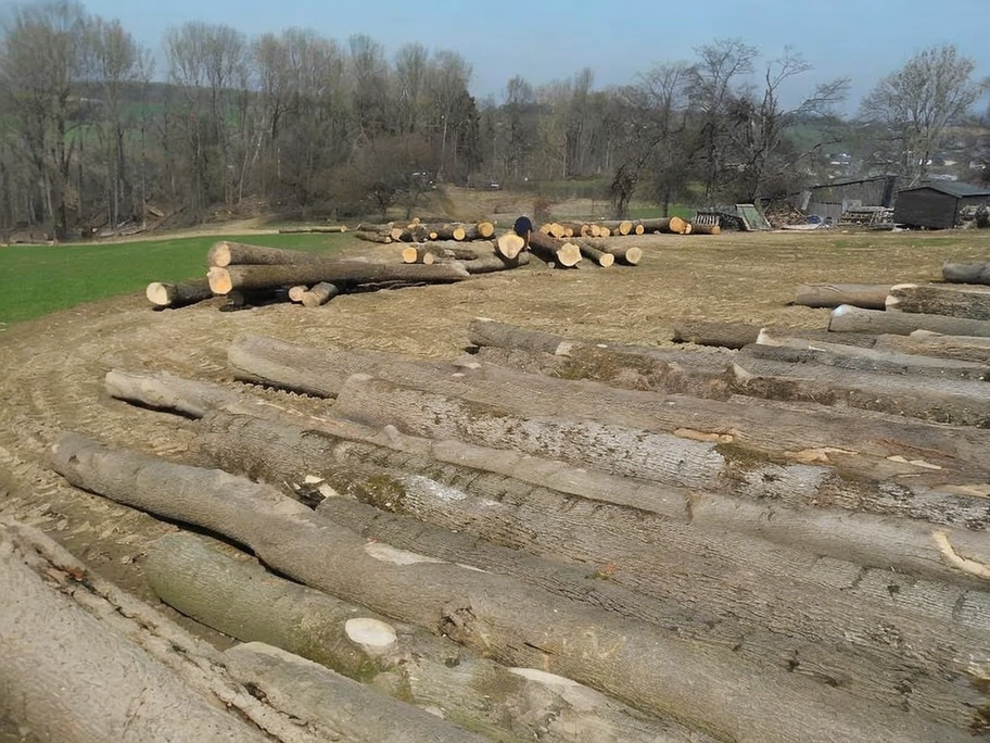 Esche - Rundholz - LKW-Ladung – Bild 3
