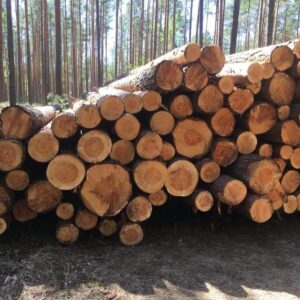 Kiefer - Stammholz - LKW-Ladung