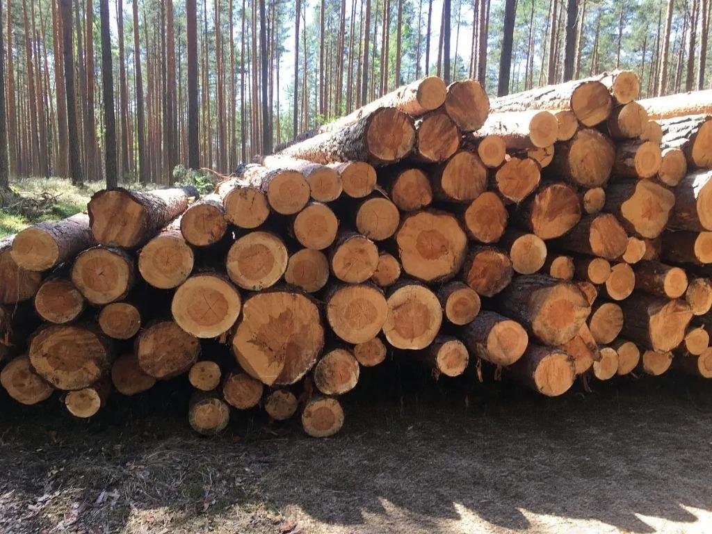 Kiefer - Rundholz - LKW-Ladung – Bild 4