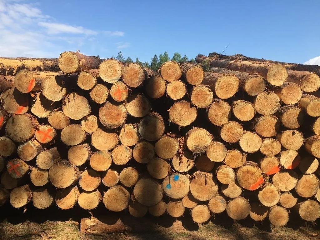 Kiefer - Rundholz - LKW-Ladung – Bild 2