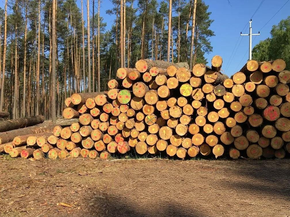 Kiefer - Rundholz - LKW-Ladung – Bild 3