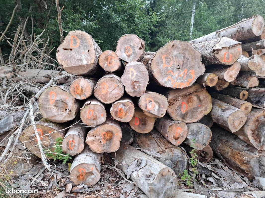 Tanne - Rundholz - LKW-Ladung – Bild 2