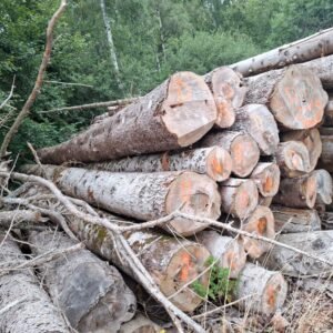 Tanne - Rundholz - LKW-Ladung