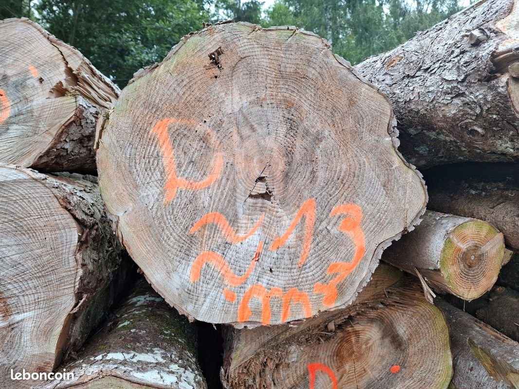 Tanne - Rundholz - LKW-Ladung – Bild 3